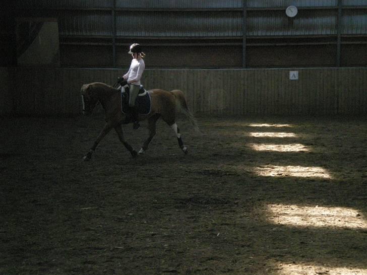 Welsh Pony af Cob-type (sec C) Leurhoeve's Justin  - 3#  træning på svankjær efterskole :D billede 3