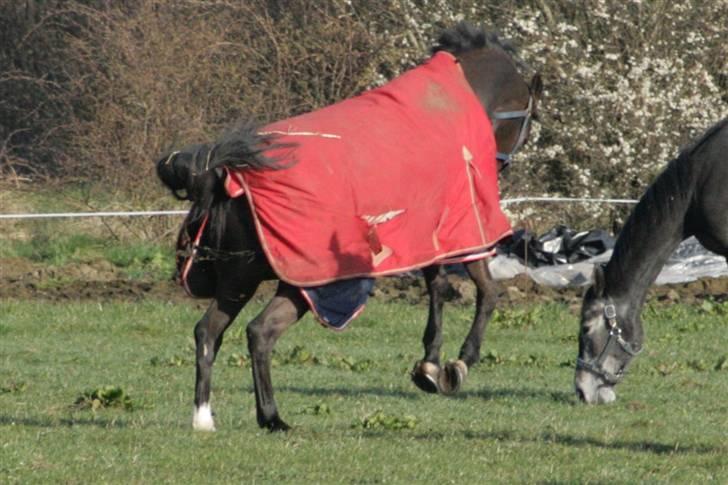 Dansk Varmblod Landlyst cara - boing boimg billede 19