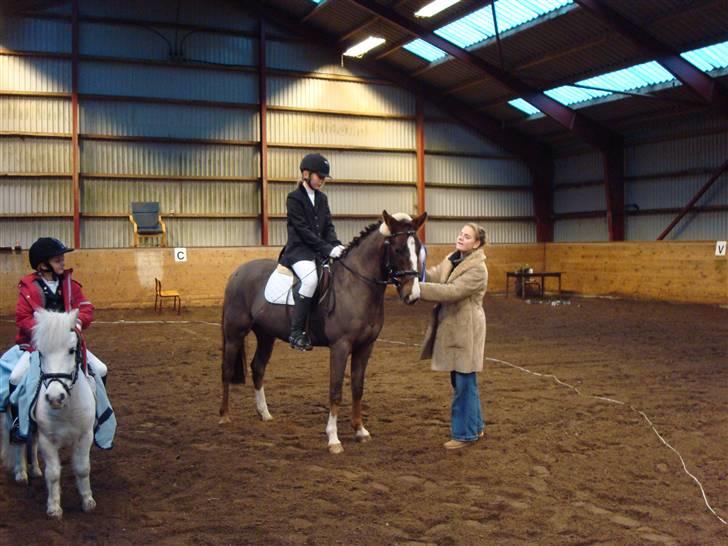 Anden særlig race Irish image SOLGT :'( billede 10