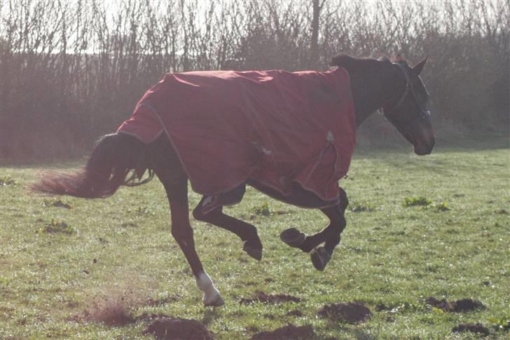 Dansk Varmblod Landlyst cara - Farvel billede 20