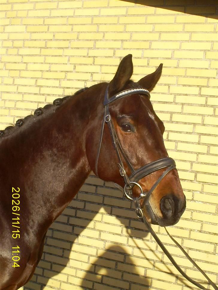 Fuldblod (XX) GarysonXx   billede 19