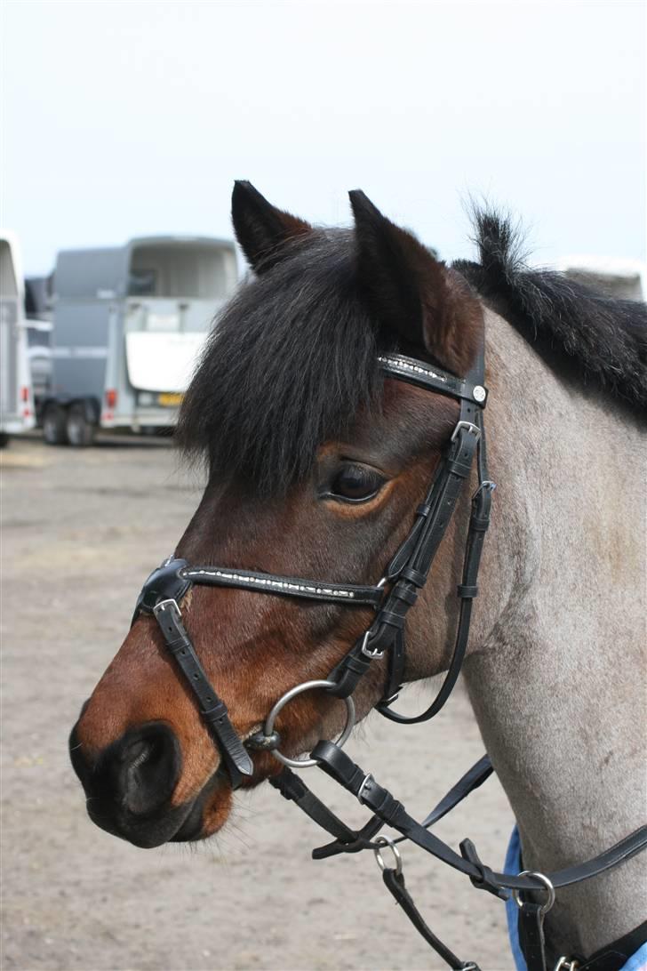 DSP Cirkeline - Foto: Schmølz billede 1