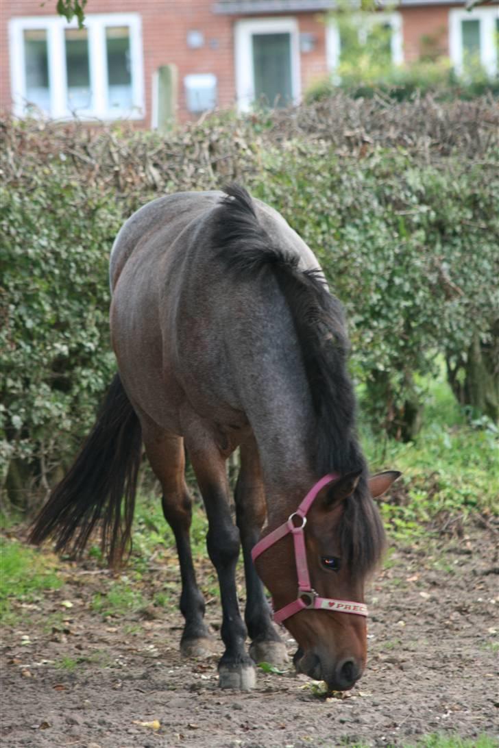 DSP Cirkeline - æble spisning billede 2