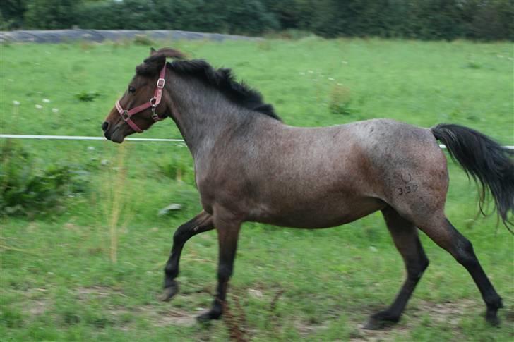 DSP Cirkeline - galop på marken billede 3