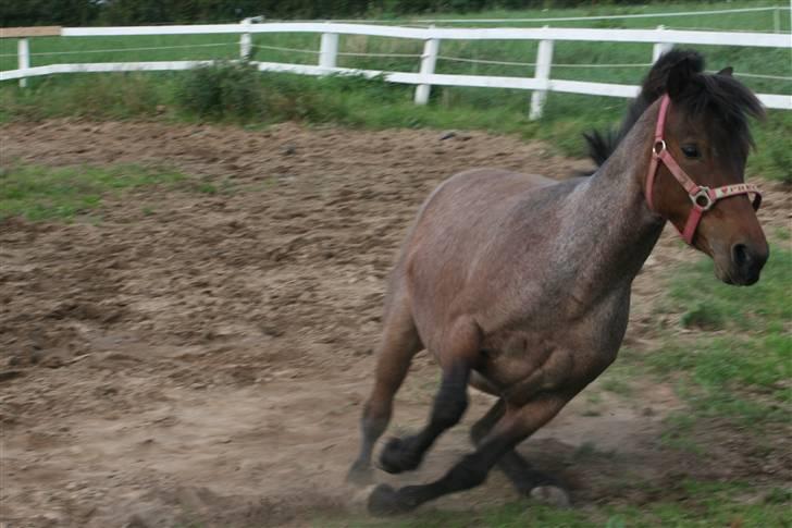DSP Cirkeline - Cirkeline træner omspringning? billede 5