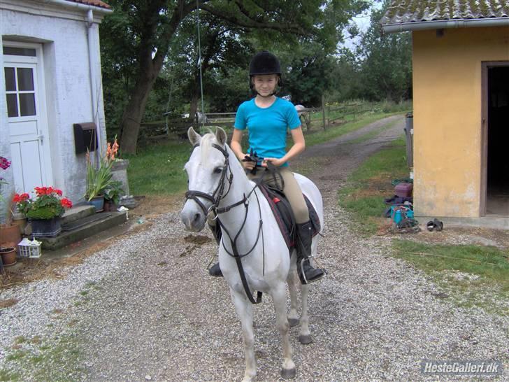 Welsh Pony (sec B) Lyngvejens Ravalla - Klar til at ride :) billede 1