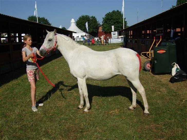 Welsh Pony (sec B) Lyngvejens Ravalla - På Roskilde Dyrskue 2007 billede 3