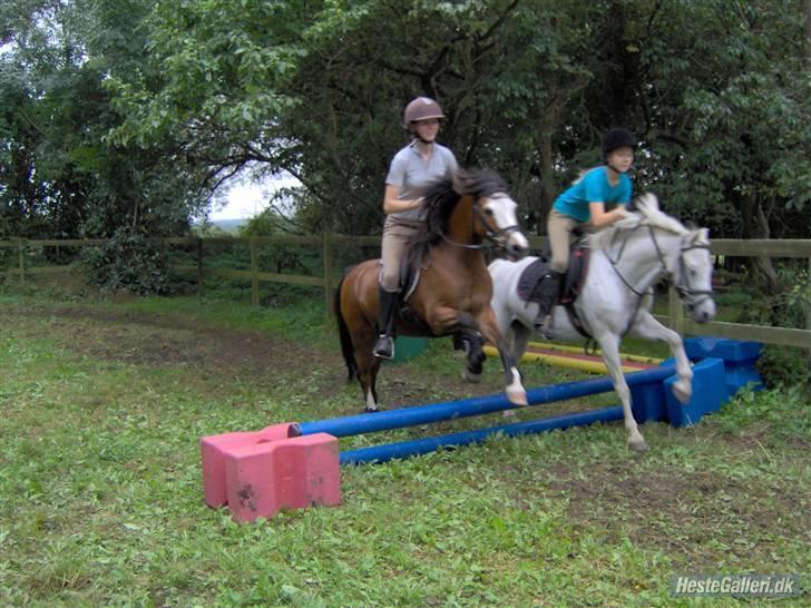 Welsh Pony (sec B) Lyngvejens Ravalla - Springer sammen med hendes "kæreste", Buller :D billede 6