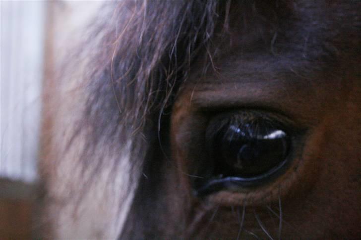 DSP Cirkeline - et billede kan sige mere end 1000 ord billede 8