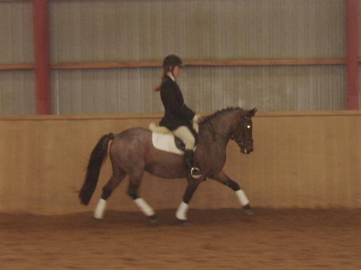 DSP Cirkeline - Til stævne med Nina (forige rytter) billede 9