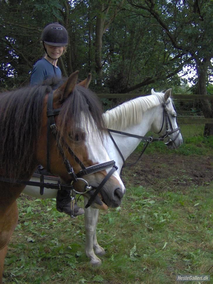 Welsh Pony (sec B) Lyngvejens Ravalla - Forrest er det hendes "kæreste", Buller :D billede 7