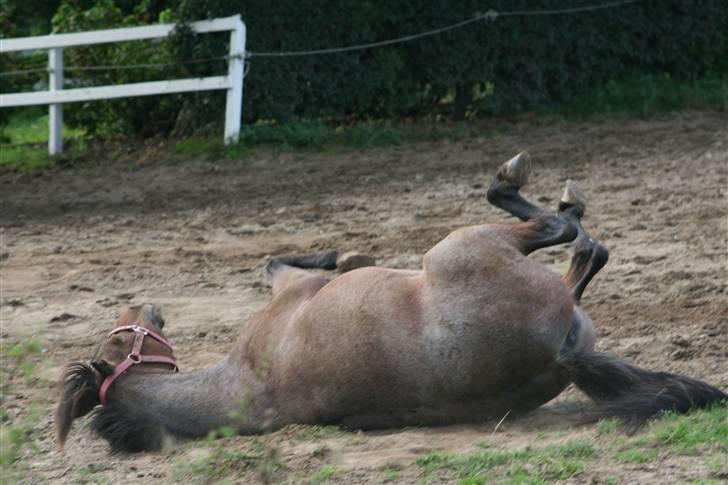 DSP Cirkeline - en rulle tur på marken billede 10