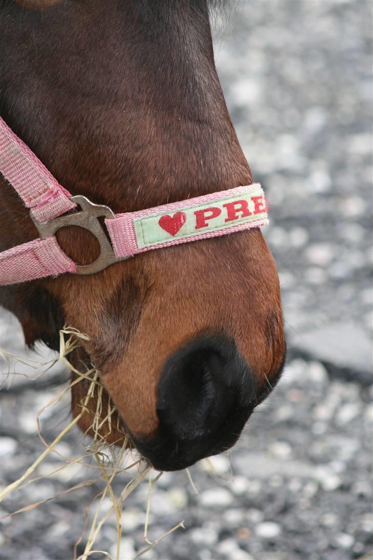 DSP Cirkeline - dejligt billede? XD billede 12