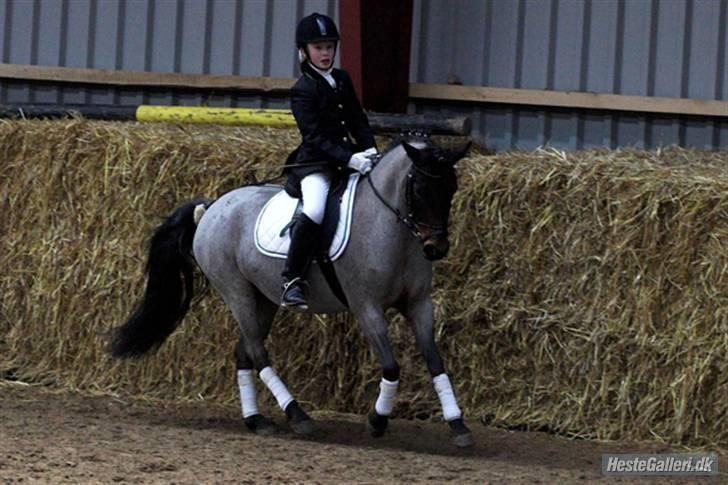 DSP Cirkeline - Jasmin og Sofa, så gode til dressur billede 13