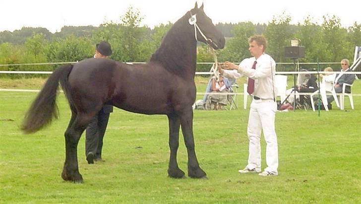 Frieser #GABE#STER# ****RIP**** 17 marts 2011 - Gabe kåring Ringsted 2007 Ster billede 14