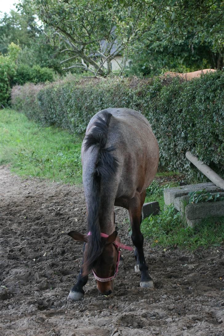 DSP Cirkeline - nejer? eller? billede 14