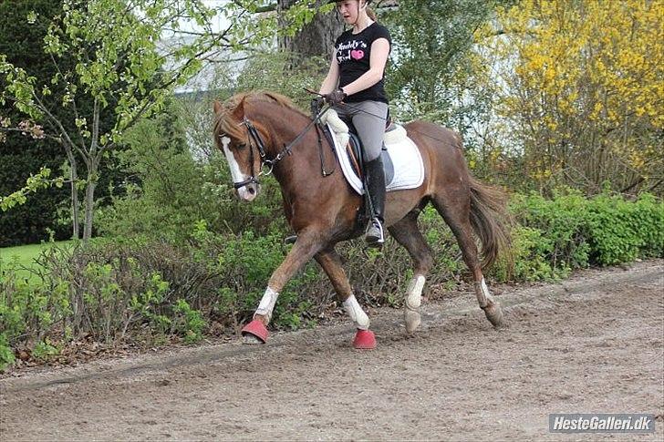 DSP Højgårds boli - Du er det bedste der nogensinde er sket for mig :-) Fordi jeg elsker dig ! Foto ; Emilie Jensen billede 3