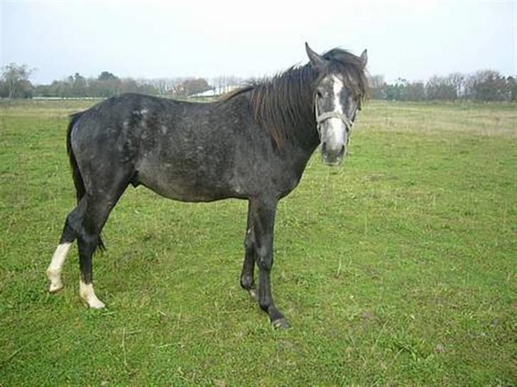 Anden særlig race Baron *Hingst* - På marken som 2 1/2 års. billede 10