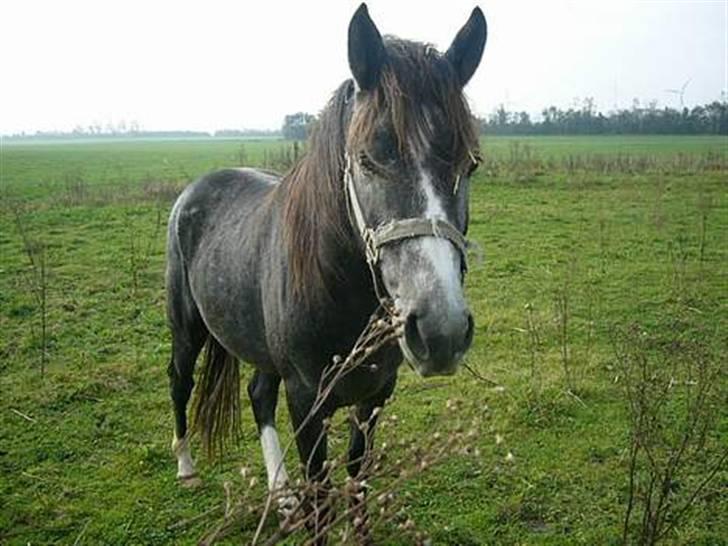 Anden særlig race Baron *Hingst* - På marken som 2 1/2 års.. billede 11