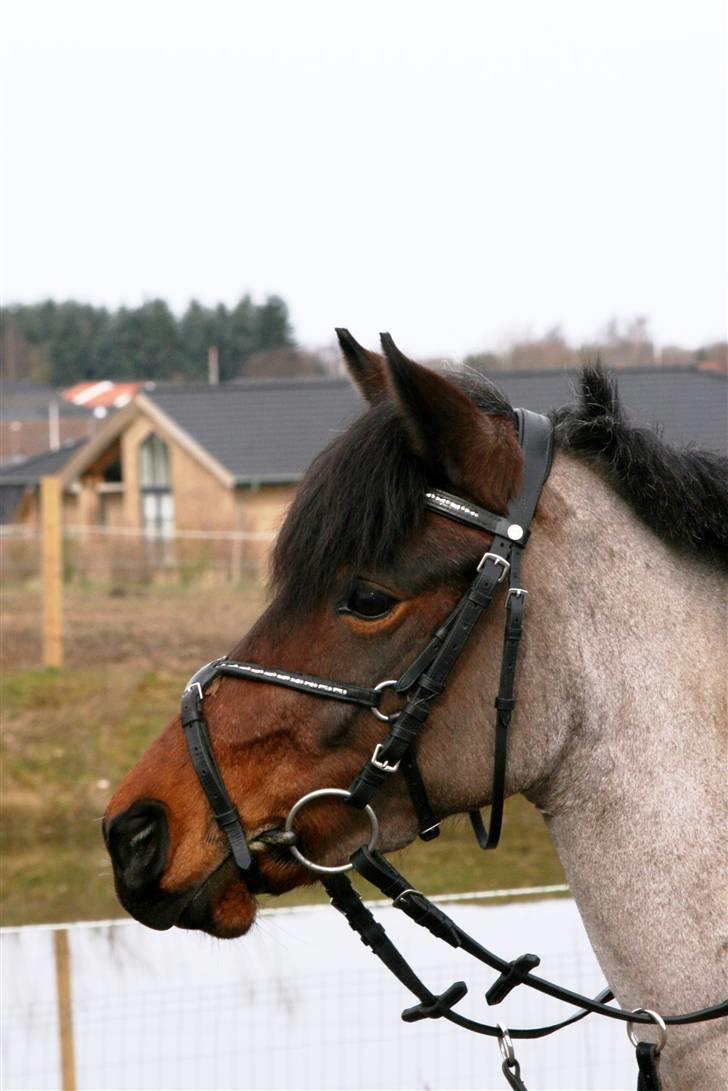 DSP Cirkeline - til stævne billede 16