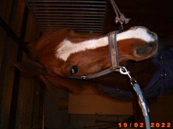 Sportsaraber (A) Snicker - putte dyret billede 9