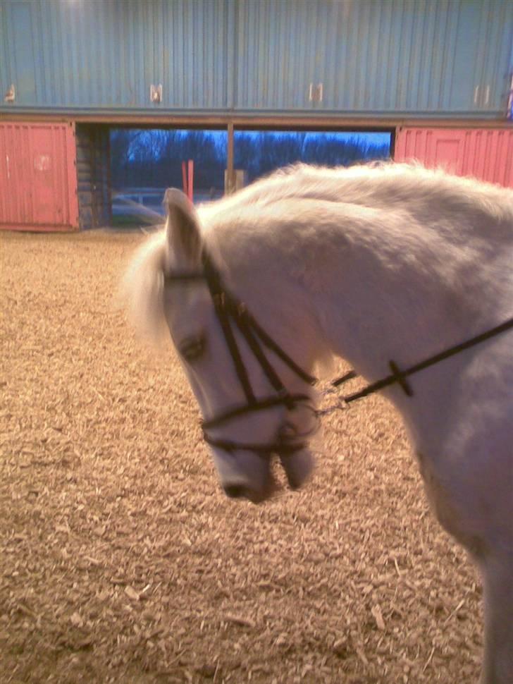 Anden særlig race Lurifax Gl. part - 15/01-08 Dressur(: billede 13