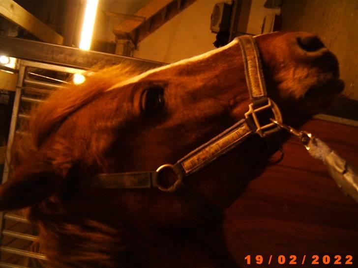 Sportsaraber (A) Snicker billede 10