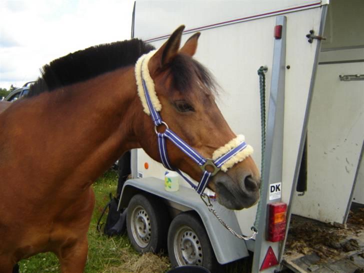 Anden særlig race Jane - stævne kragelund billede 13
