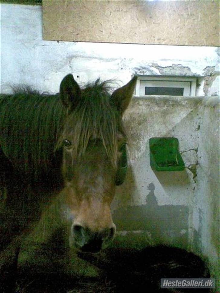 Anden særlig race Jane - jane på pension jan 2008 billede 14