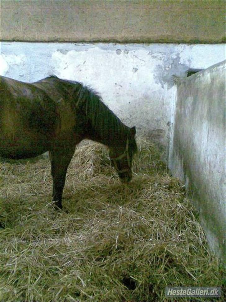 Anden særlig race Jane - jane 2008 billede 15