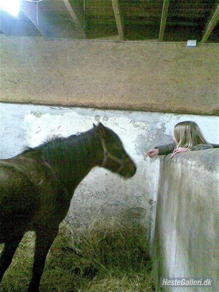 Anden særlig race Jane - jane 2008 billede 16