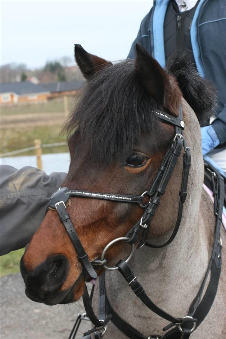 DSP Cirkeline - farvel billede 20