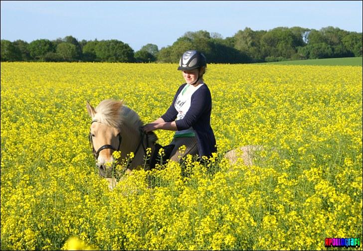 Fjordhest APOLLO/KRAPYL B-PONYx2 -  Raps Mark 2010 billede 5