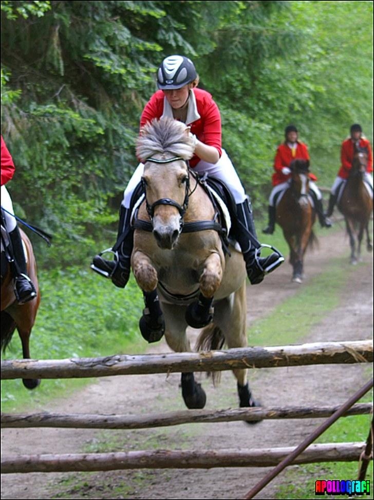 Fjordhest APOLLO/KRAPYL B-PONYx2 - Jagt 2010 Middelfart billede 7