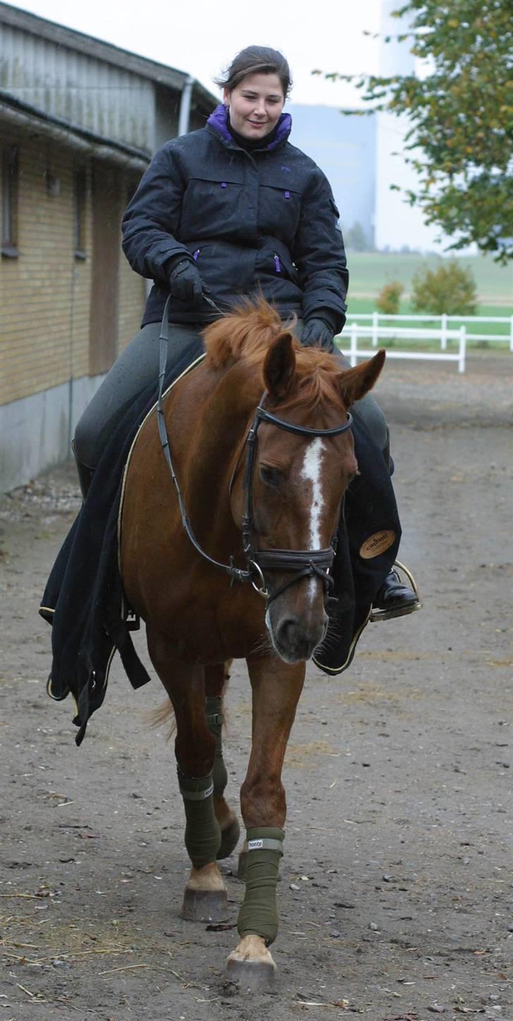 Anden særlig race Diana (RIP) - På vej i stalden efter en omgang ridning billede 3