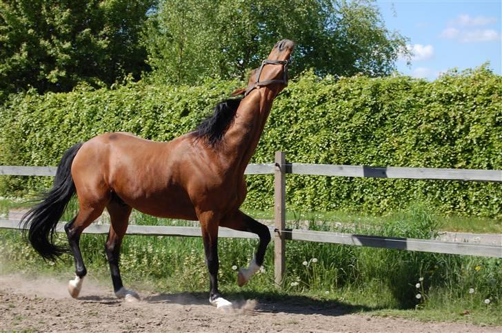 Traver Alv Peacepipe - Maj 2008 billede 17