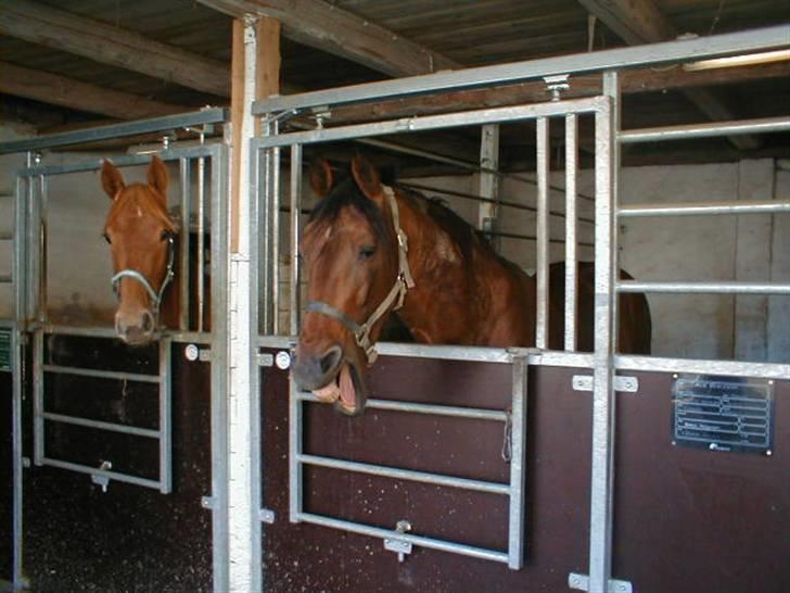 Traver Alv Peacepipe - Peacepipe´s ynglingsbeskæftigelse, at gabe når han er tilpas:-) billede 19