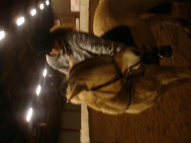 Fjordhest Prins solgt - Billede fra en ridetime dengang han var elevhest:p billede 9