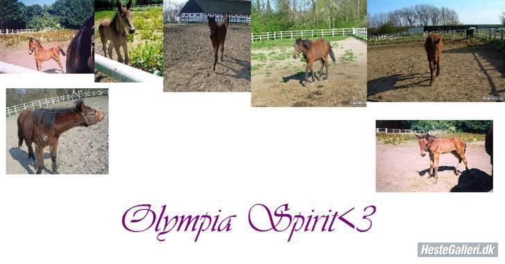 Standardbred Olympia(passer hende) - Husker ikke hvem som har lavet dette ! Skriv gerne hvis du ser dette billede 3