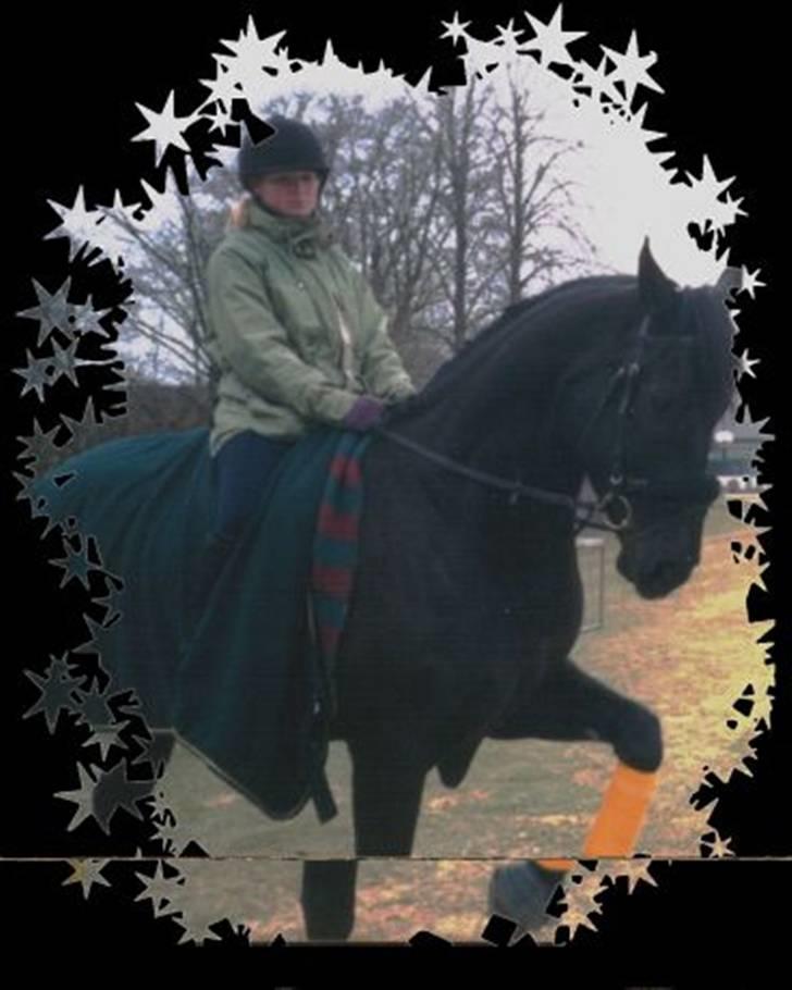 Oldenborg kantucky - spanske skridt billede 2