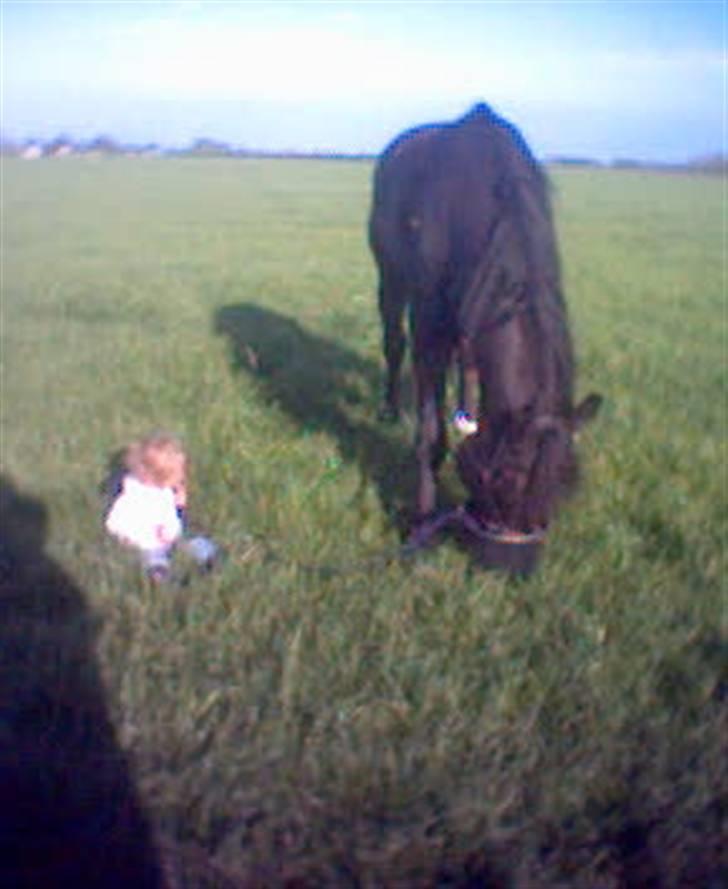Oldenborg kantucky - selv børn kan styre ham billede 3