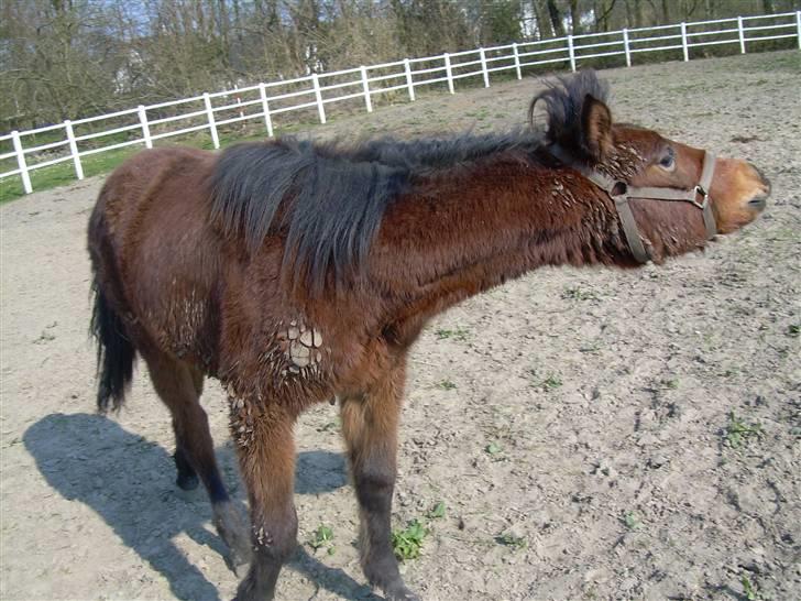 Standardbred Olympia(passer hende) - Her er det originale billed til tegningen billede 6