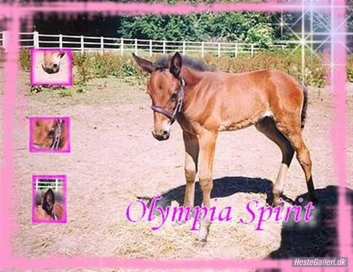 Standardbred Olympia(passer hende) - Dette er også Lavet af Nathia og Katrine billede 7