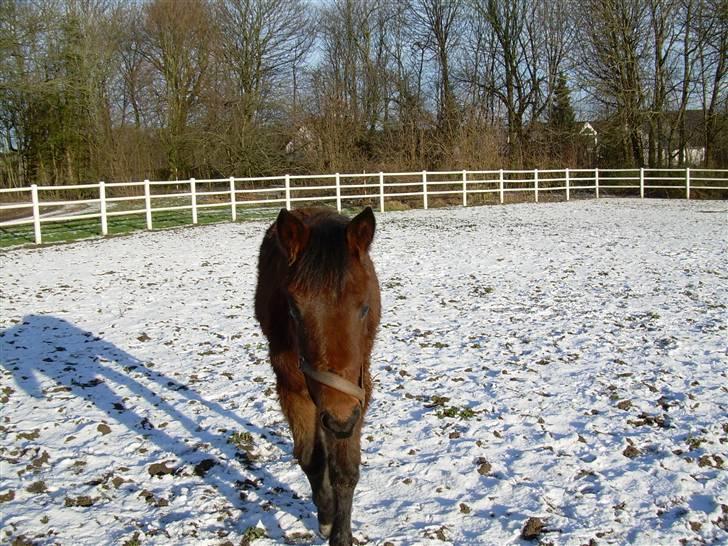 Standardbred Olympia(passer hende) - Her er et vinter billed af moir billede 9