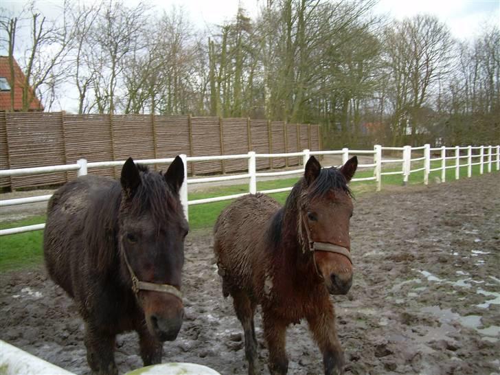 Standardbred Olympia(passer hende) - Her er mor og mig billede 10