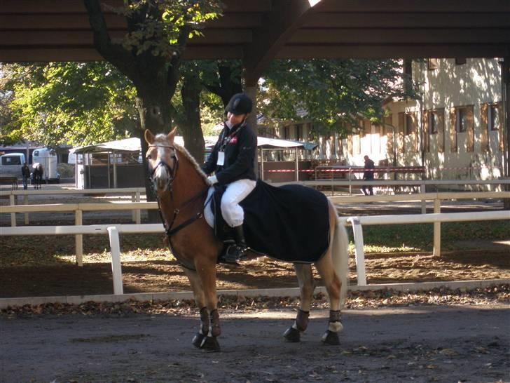 Haflinger WHISKY - ,,One in a million'' billede 4