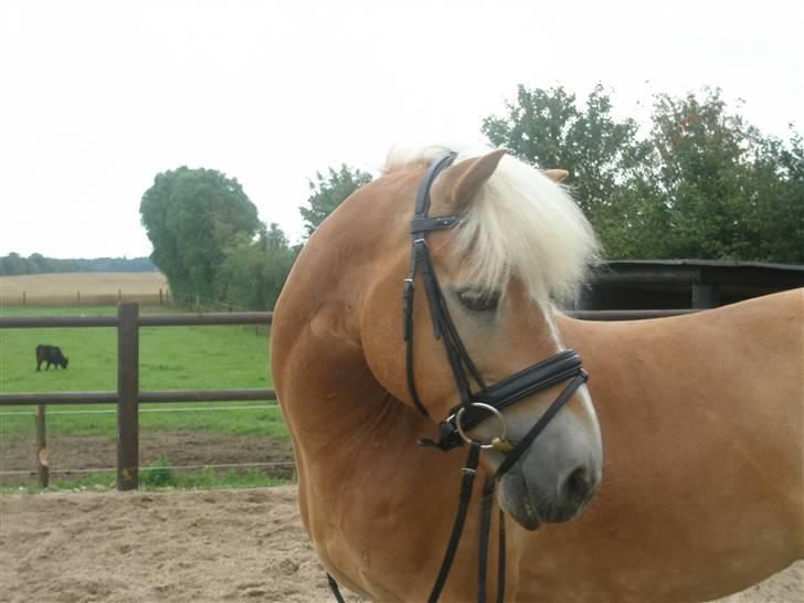 Haflinger WHISKY - Smukke pony i: <3 billede 5