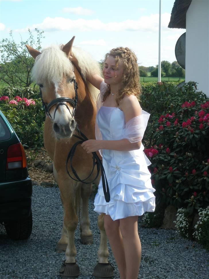 Haflinger WHISKY - Konfirmationsbillede  billede 6