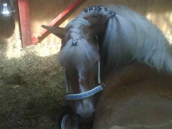 Haflinger WHISKY - Dejlig er du da :D <3 billede 7