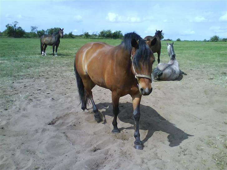 Connemara Enghøjs Sandy Touch-SAVNET - er igen ude og hygge mig på folden billede 10